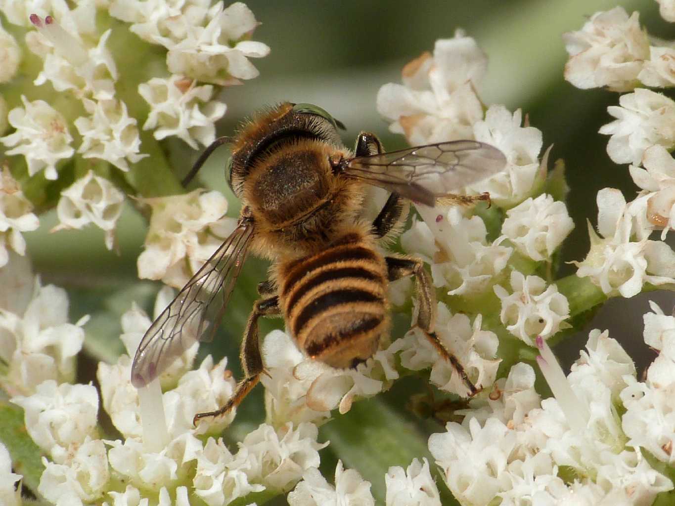 Piccolo megachile biondo occhi verdi